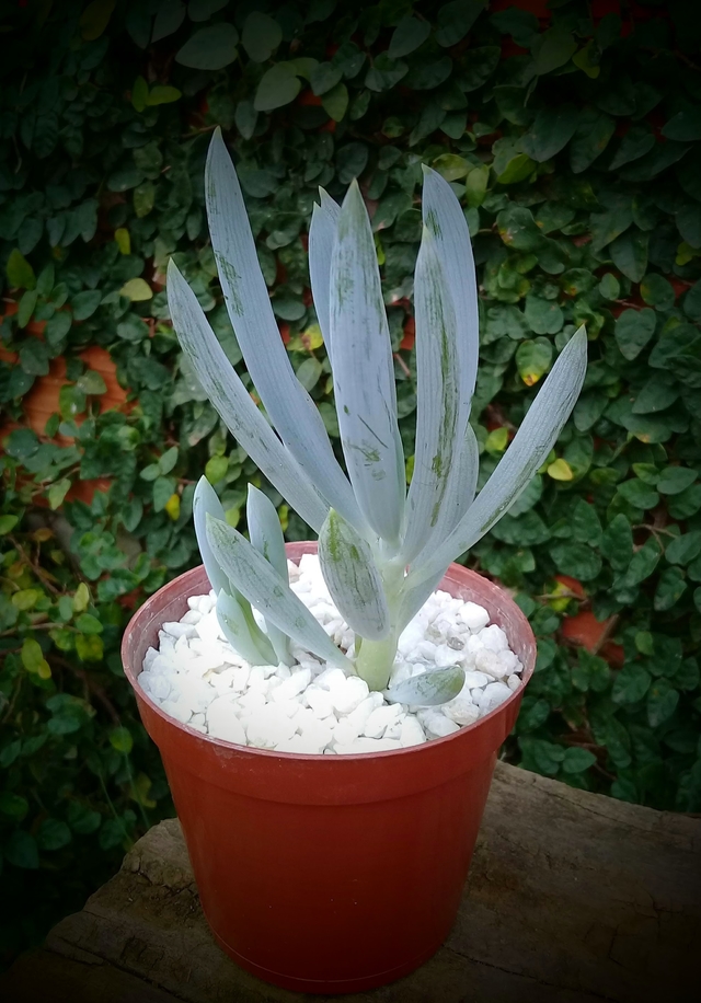 Senecio Mandraliscae Comprar En Vivero Kiyoko