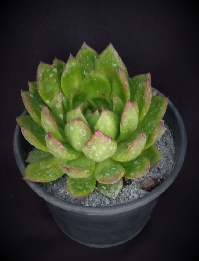 Echeveria Agavoides Comprar En Vivero Kiyoko