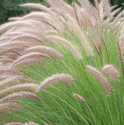 PENNISETUM RUPELLI COLA DE ZORRO BROTES VIVERO