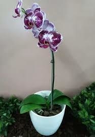 Orquidea Phalaenopsis Comprar En Brotes Vivero