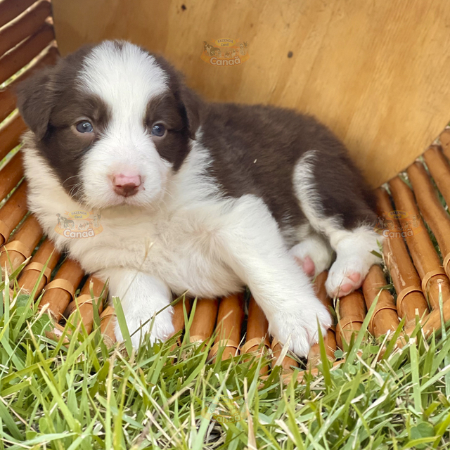 Filhotes na Cor Marrom da Raça Border Collie