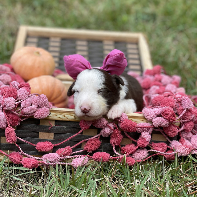 Filhotes na Cor Marrom da Raça Border Collie