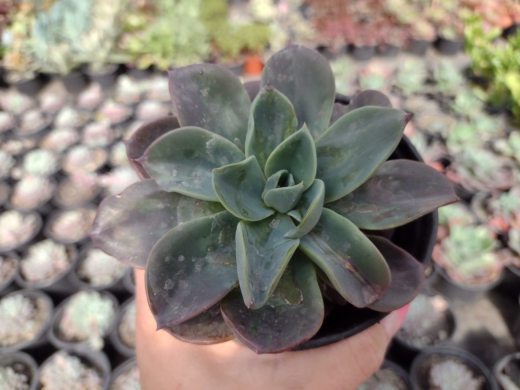 Echeveria Blue Prince Pote Suculindas Da Ioi