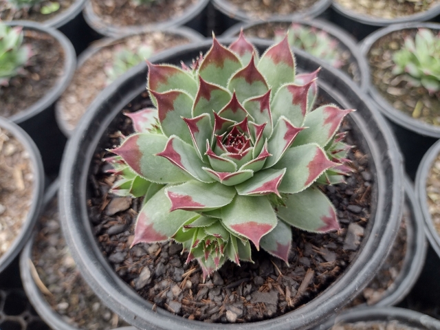 Sempervivum Calcareum pote 11 Suculindas da Ioiô