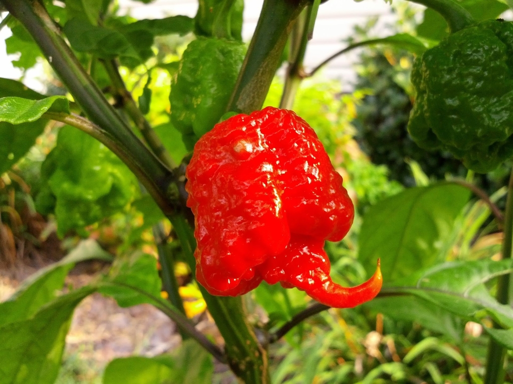 Sementes De Carolina Reaper Pimenta Mais Forte Do Mundo