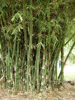 Bambusa vulgaris