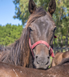 0048 - Racehorse #1