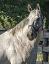 1354 - White Stallion