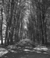 2504 - Tree gallery