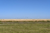 4020 - Campo de Trigo #1