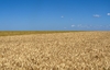 4094 - Campo de Trigo #2