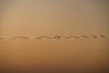 4551 - Contemplando el Amanecer