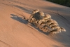 6691 - Sandscapes #5