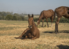 8090 - Youngster resting