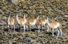 2892 - Guanacos bunch