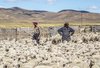 4374 - Sheep in Patagonia