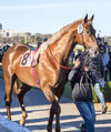 5594 - Proud Racehorse
