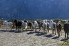 5677 - Horses arriving back home