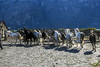 5679 - Horses in Patagonia