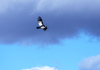 5888 - CONDOR DANCING IN THE AIR