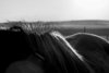 6879 - Horsehair reflections