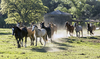 9591 - Horses out to a free area