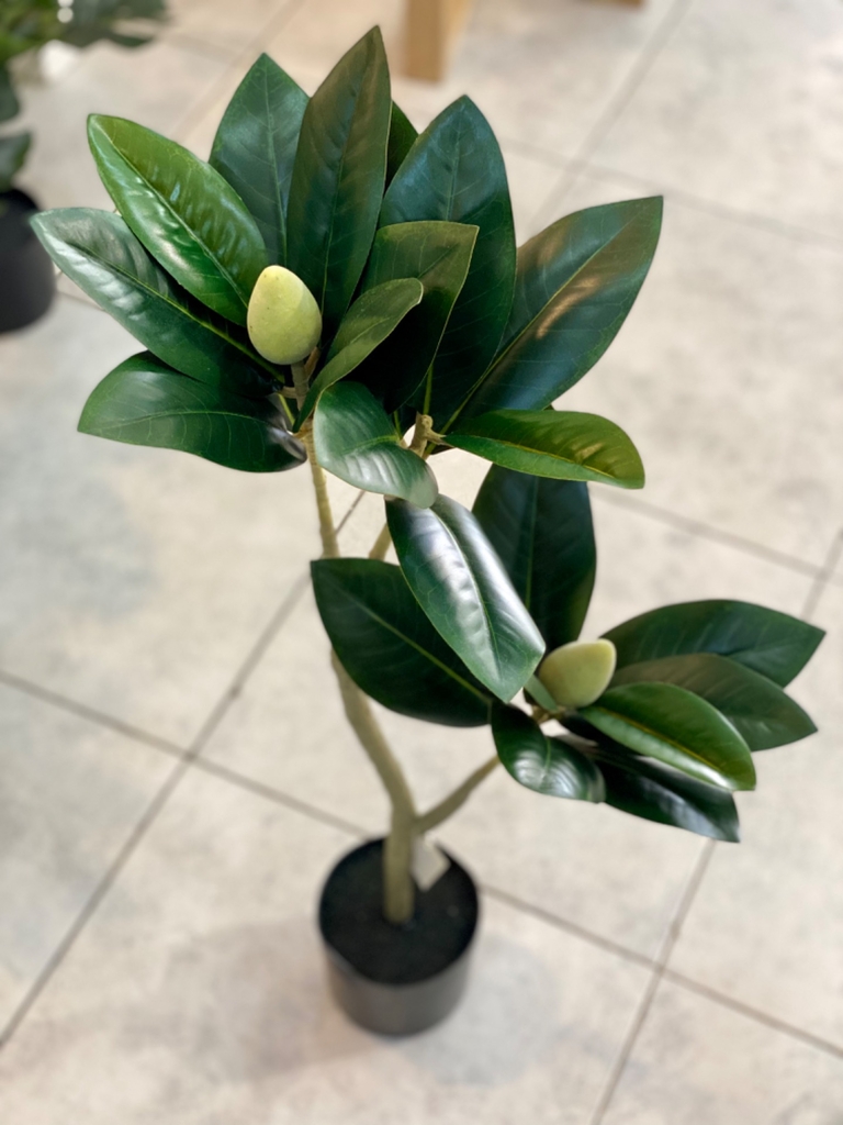 Maceta planta magnolia - Comprar en EL ATICO