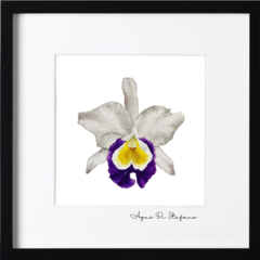 Orquídeas A-17 - Agus Di Stefano