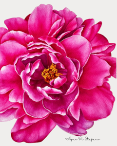 Peonia Fucsia B-04