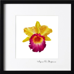 Orquídeas A-18 - Agus Di Stefano