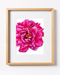 Peonia Fucsia B-04 - buy online