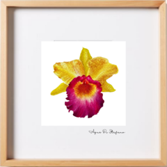 Orquídeas A-18 - buy online