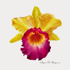 Orquídeas A-18