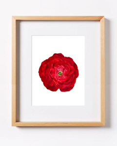 Ranunculus Rojo B-05 - comprar online