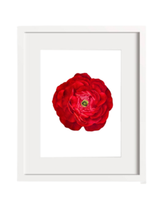 Ranunculus Rojo B-05 en internet
