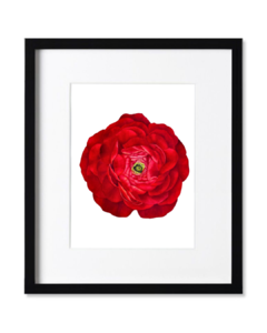 Ranunculus Rojo B-05 - Agus Di Stefano