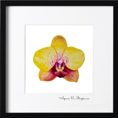 Orquídea A-03 - Agus Di Stefano