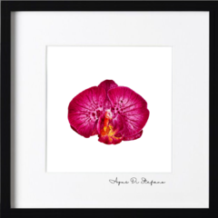 Orquídeas A-21 - Agus Di Stefano