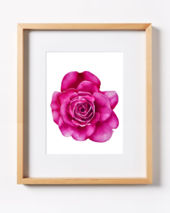 Rosa Fucsia B-06 - comprar online