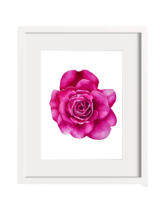 Rosa Fucsia B-06 en internet