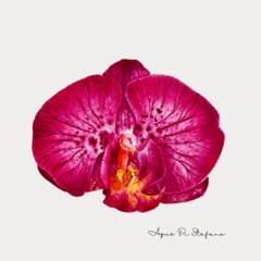 Orquídeas A-21