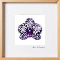 Orquídeas A-10 - buy online
