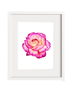 Rosa B-07 en internet