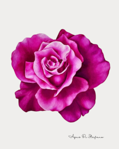 Rosa B-08