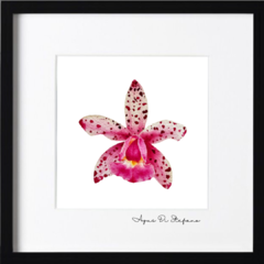 Orquídeas A-08 - tienda online