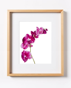 Orquídea en Fucsia B-01 - comprar online