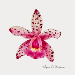 Orquídeas A-08