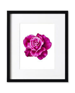 Rosa B-08 - Agus Di Stefano