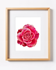 Rosa B-09 - buy online