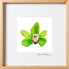 Orquídeas A-13 - comprar online